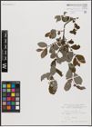 Foto von Salix aurita L.